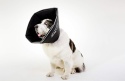 Kołnierz Ochronny Miękki The Comfy Cone – Rozmiar Giant – All Four Paws