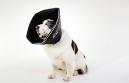 Kołnierz Ochronny Miękki The Comfy Cone – Rozmiar Giant – All Four Paws