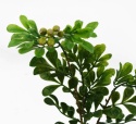 Sztuczne Drzewko Bonsai Aglaia Odorata Ficus – 45 cm | Realistyczne Liście | Doniczka Dekoracyjna | Ozdoba Wnętrz