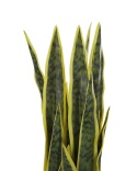 Beliani – Sztuczna roślina SNAKE PLANT 63 cm Zielony