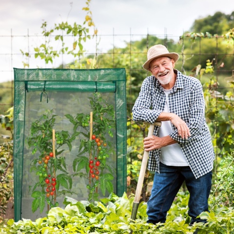 Szklarnia ogrodowa na pomidory – mobilna szklarnia foliowa na balkon i do ogrodu